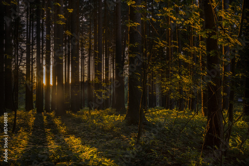 Sunset in the forest