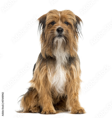 Crossbreed sitting in front of a white background © Eric Isselée