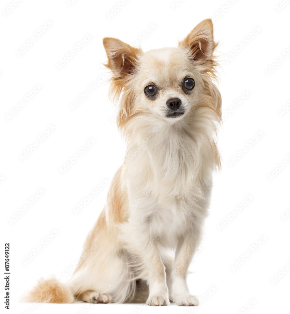 Chihuahua sitting in front of a white background Chihuahua sitting in front of a white background