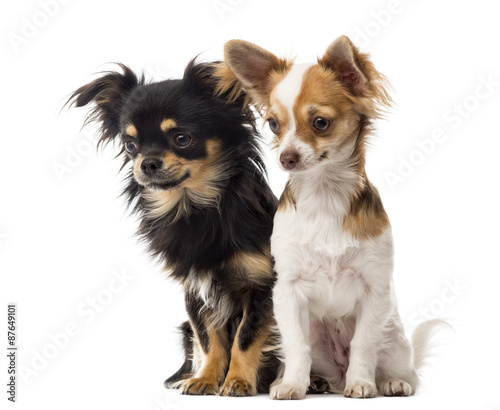 Chihuahuas sitting and staring in front of a white background