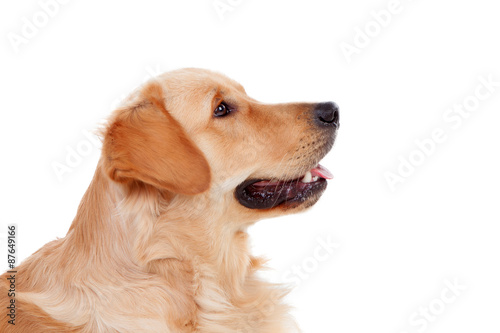 Beautiful Golden Retriever dog breed