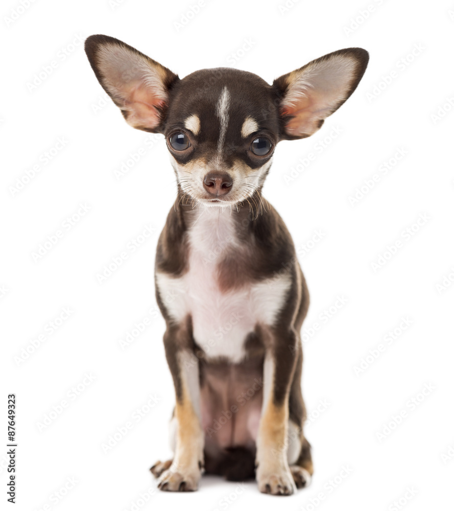 Chihuahua sitting in front of a white background Chihuahua sitting in front of a white background