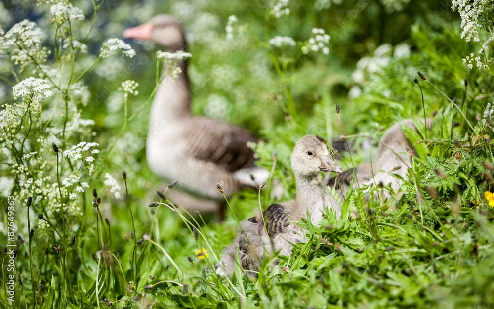 Geese and goslings. A spring rural scene with geese and baby geese (goslings) foraging for food in the grass. Geese and goslings. A spring rural scene with geese and baby geese (goslings) foraging for food in the grass.
