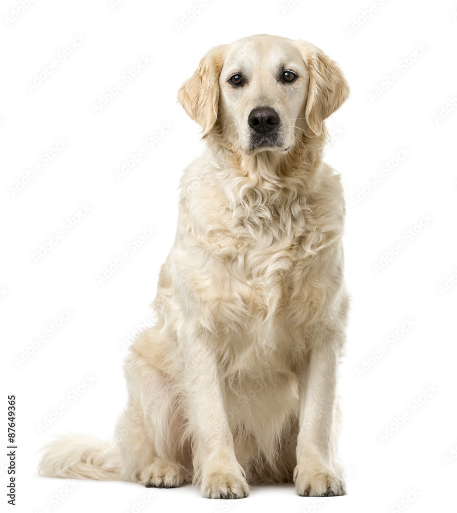 Golden Retriever sitting in front of a white background