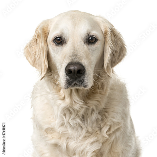 Fototapeta Naklejka Na Ścianę i Meble -  Golden Retriever sitting in front of a white background
