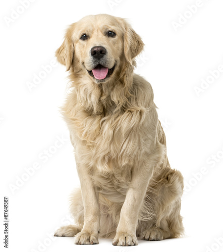 Golden Retriever sitting in front of a white background