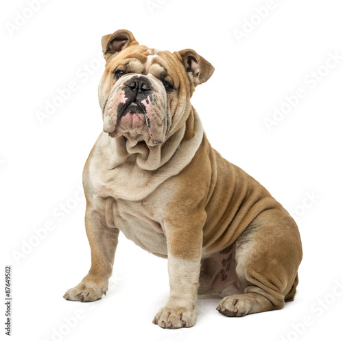 English Bulldog sitting in front of a white background