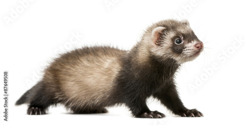 Ferret standing in front of a white background
