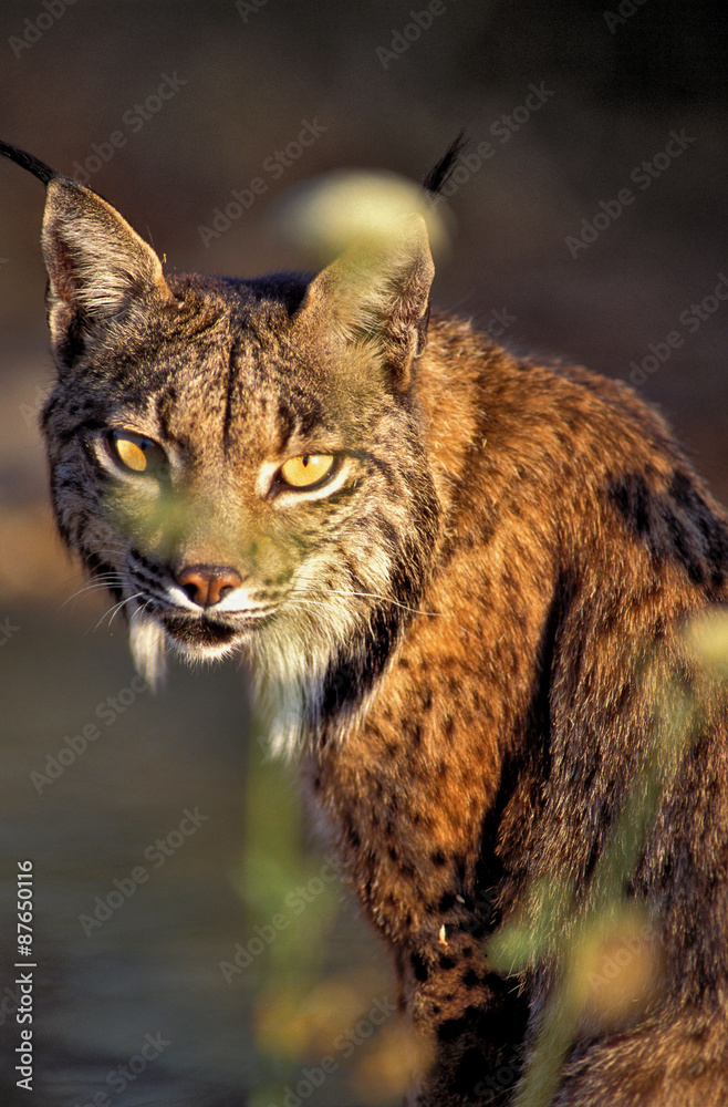 Obraz premium Lince iberico