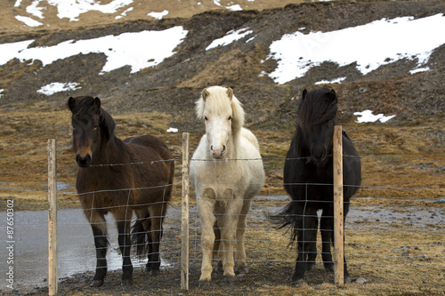 Fototapeta Naklejka Na Ścianę i Meble -  Three colours of Icelandic horses
