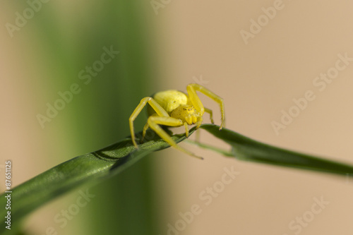 Araignée crabe construisant sa toile photo