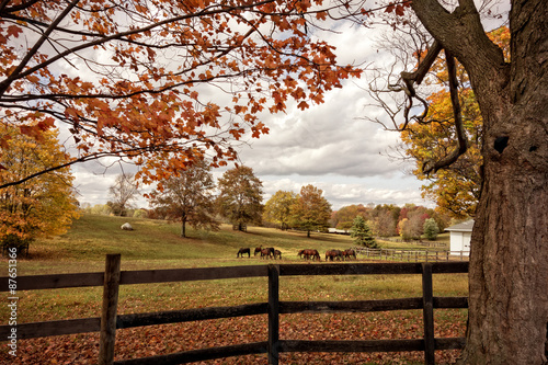 Fototapeta Naklejka Na Ścianę i Meble -  Horses in Autumn