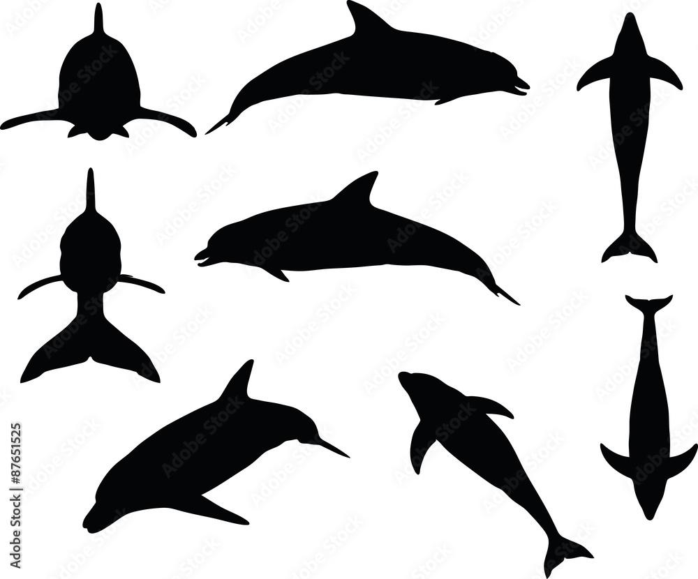 Fototapeta premium dolphin silhouette