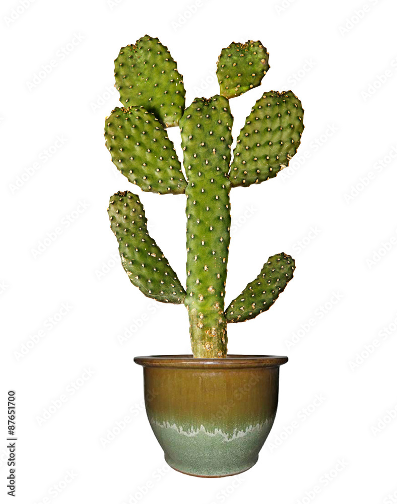 cactus isolated on white background cactus isolated on white background