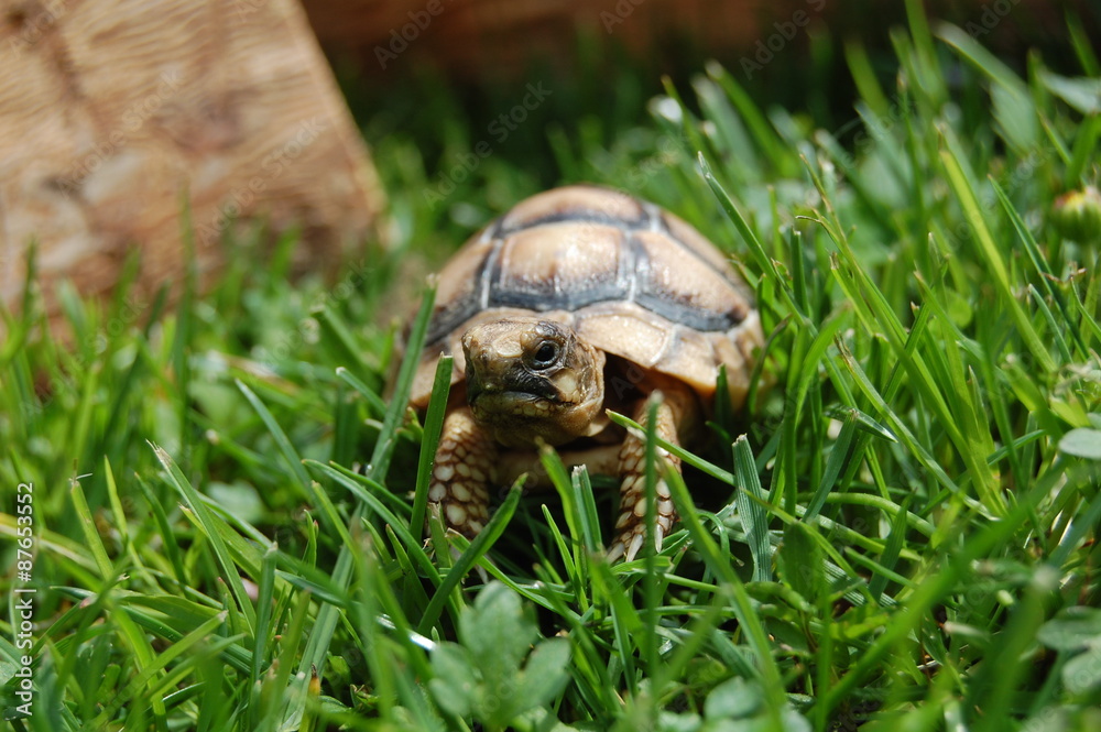 Lovely turtle Lovely turtle