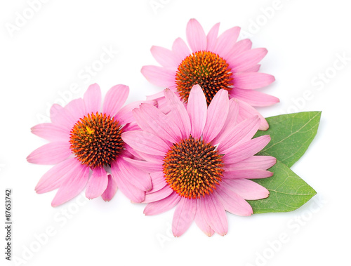 Echinacea flowers close up