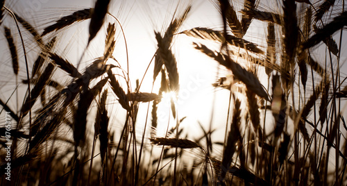 Wheat field on the sunrise of a sunny day