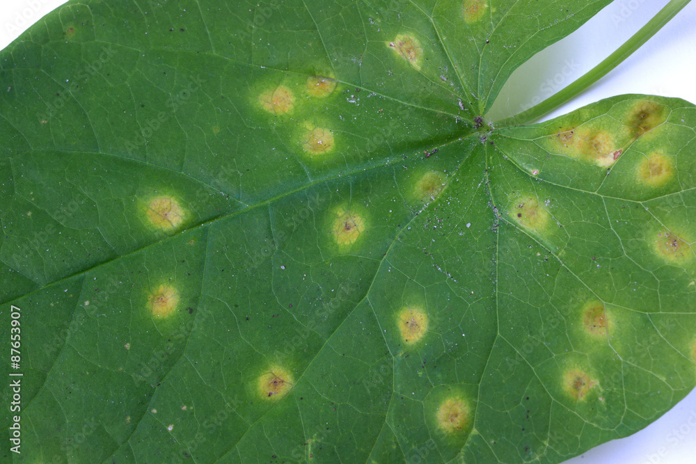 Puccinia on a leaf morning glory - obrazy, fototapety, plakaty 