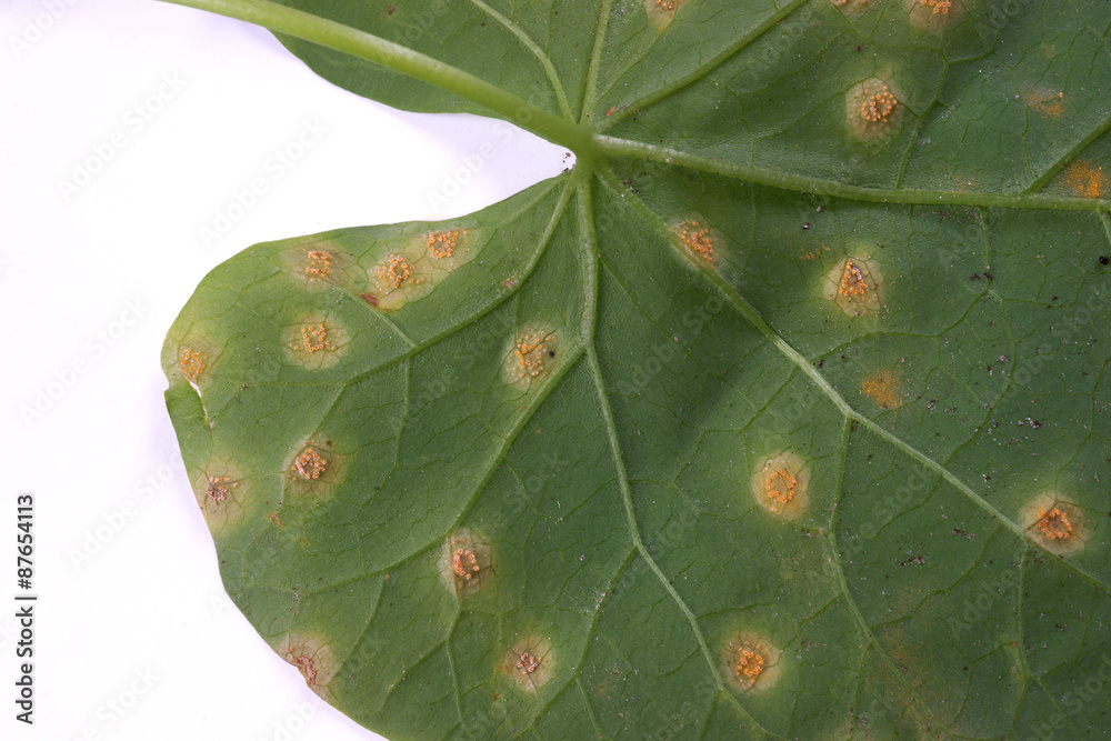 Puccinia on a leaf morning glory - obrazy, fototapety, plakaty 