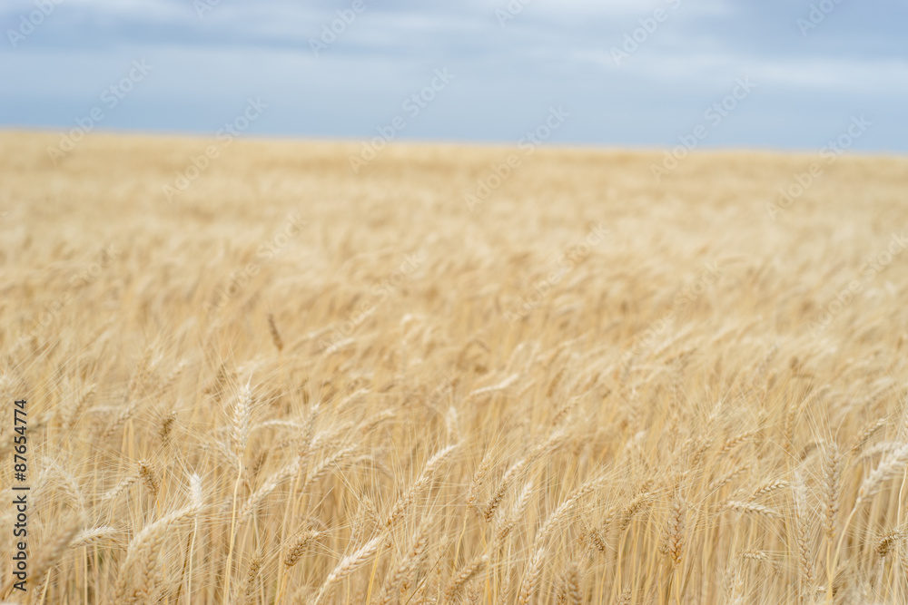 Beautiful wheat crop in a field
