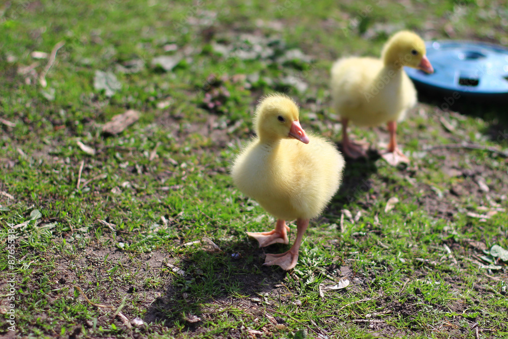Two gosling Two gosling