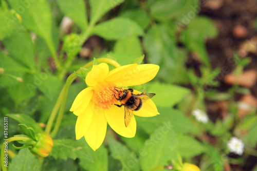 Bumblebee on a yellow flower © ferkhova
