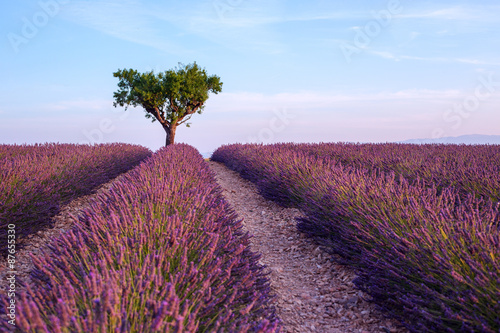 Fototapeta Naklejka Na Ścianę i Meble -  Lavender field summer sunset landscape with single tree near Val