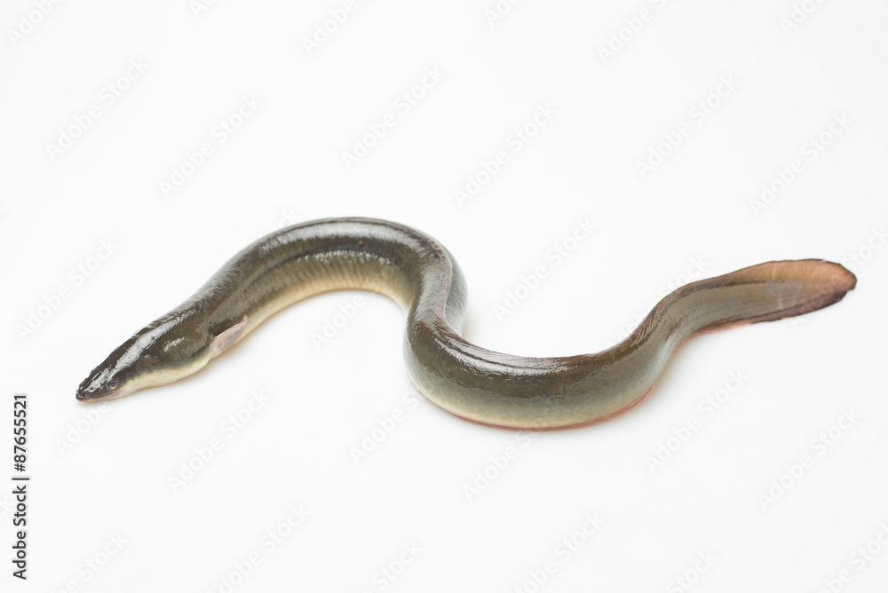 新鮮なウナギ 新鮮なウナギ