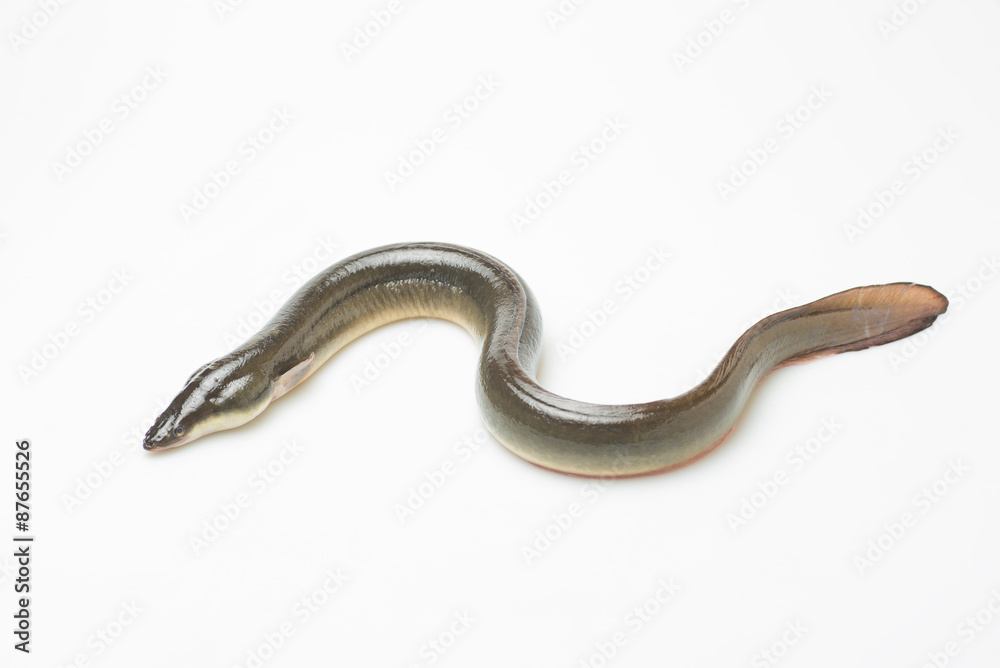 新鮮なウナギ 新鮮なウナギ