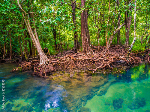 Mangrove forests with turquoise green water in the stream © themorningglory