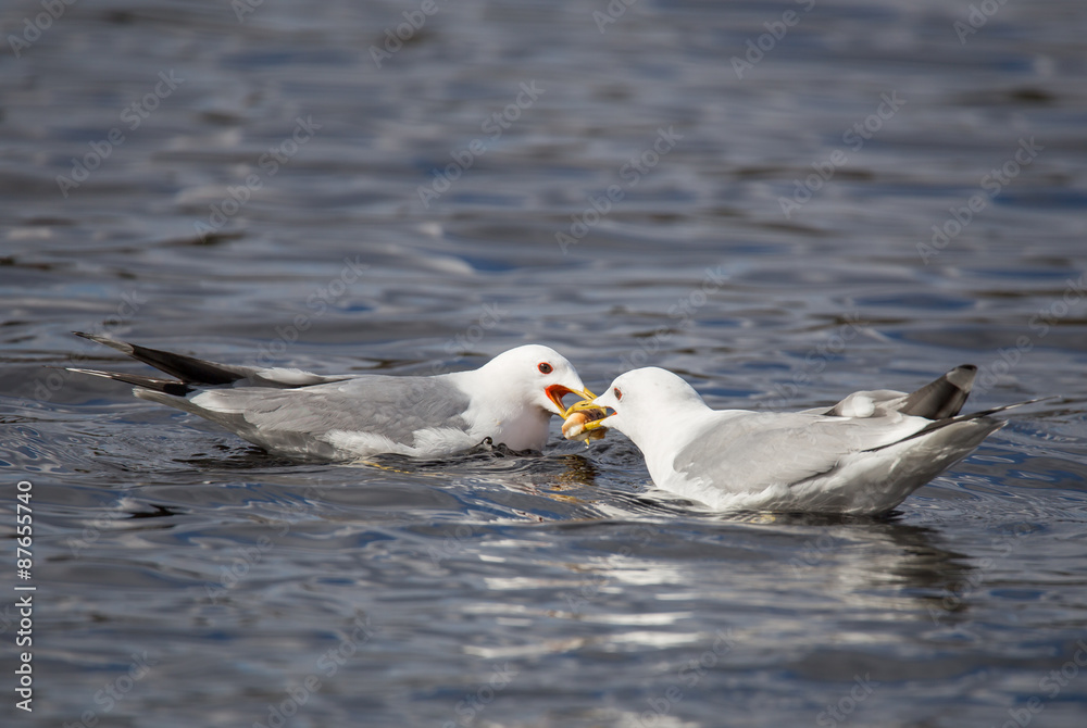 Seagull with bagel Seagull with bagel