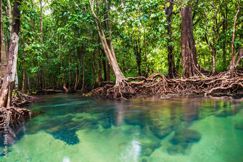 Mangrove trees with the turquoise green water stream © themorningglory