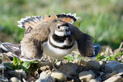 Defensive Killdeer – A mother killdeer sits on her eggs. When disturbed, she spreads her wings and puffs up her body, in a defensive pose. photo