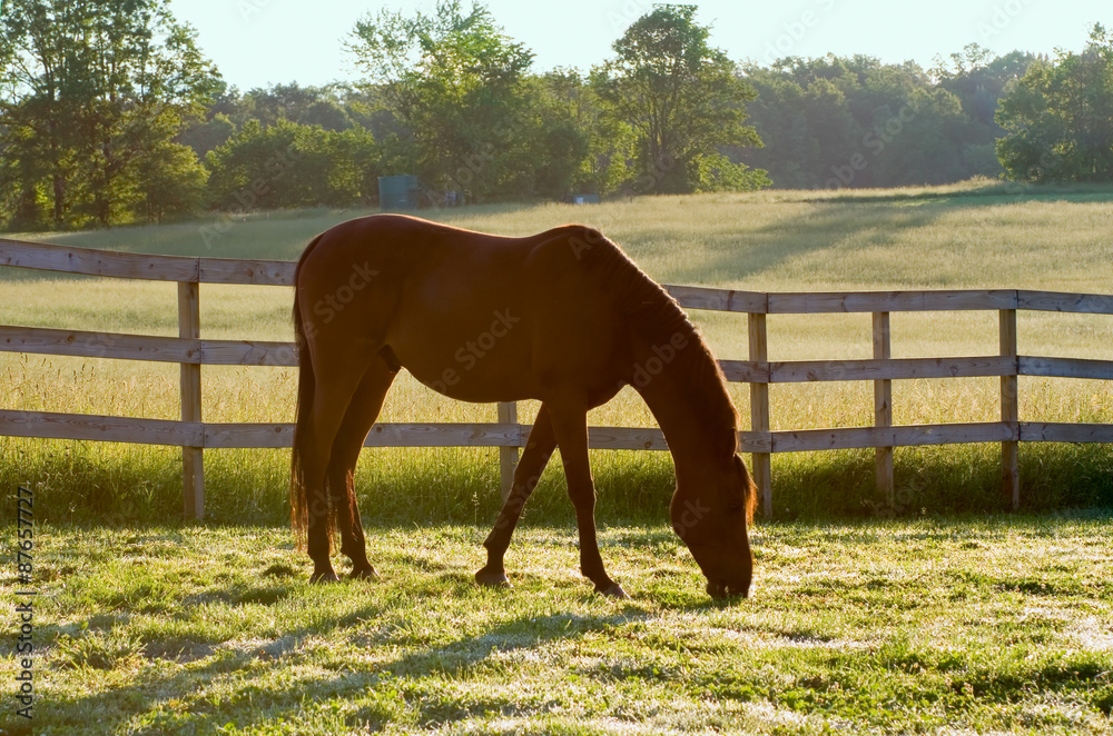 Horse Grazing in Pasture in the Morning – An Arabian horse grazes in his pasture in the morning sunlight. - obrazy, fototapety, plakaty 