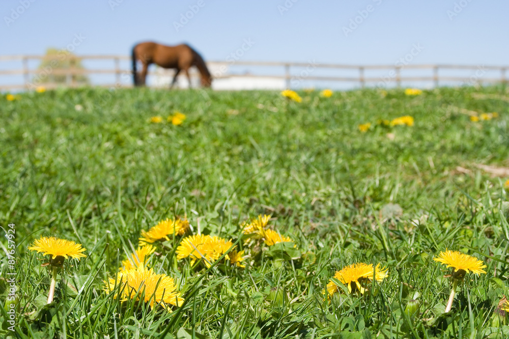 Fototapeta premium Horse in Dandelion Field – A dandelion field with grazing horse in background.