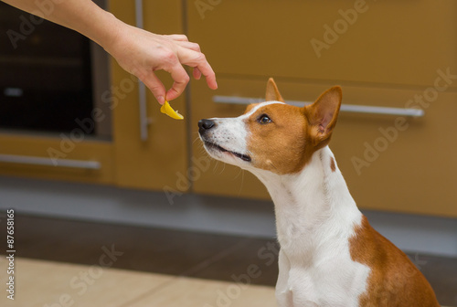 Cute basenji dog thinks about eat or not to eat lemon, this strange human food