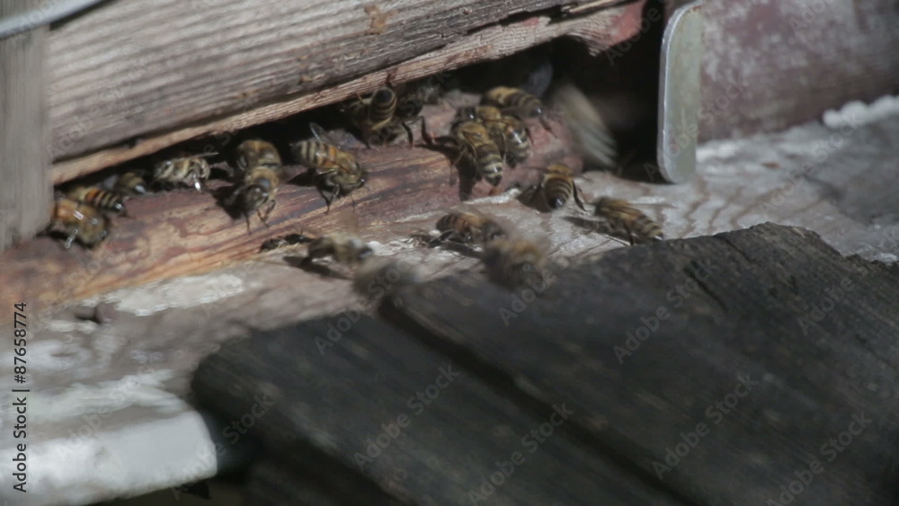 Bee flying in front of a beehive Bee flying in front of a beehive