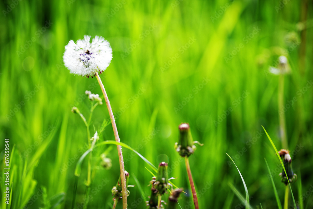 dandelion and a grass
