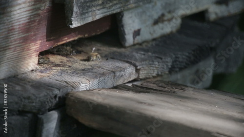 Wallpaper Mural Bee flying in front of a beehive Torontodigital.ca
