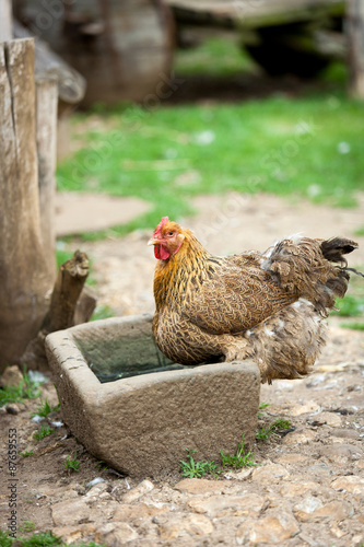 Free range farmyard chicken. A free range farmyard chicken relaxing in its native environment on a rural English farm.