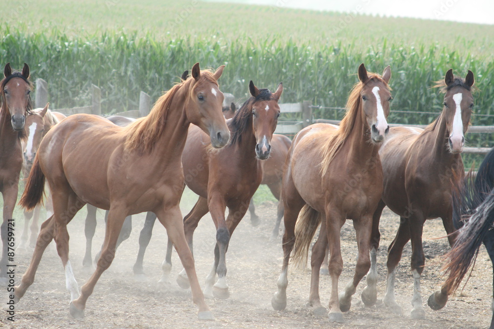 Fototapeta premium Jungspunde