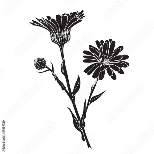 Fototapeta Naklejka Na Ścianę i Meble -  Hand drawn flowers - Calendula officinalis or pot marigold