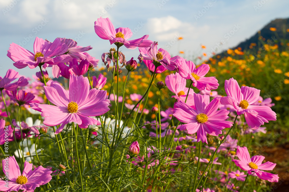  Pink cosmos flower in garden