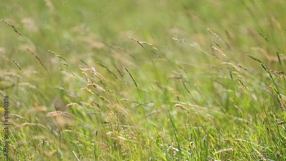 Grass moving on wind Grass moving on wind