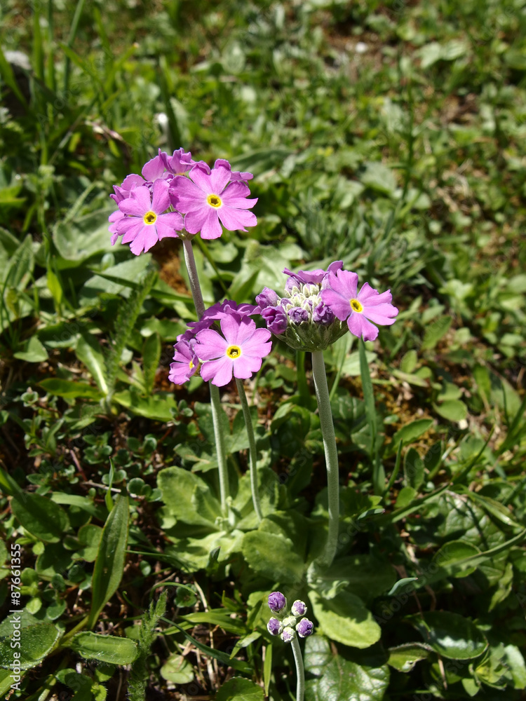 Primel im Raurisertal Primel im Raurisertal