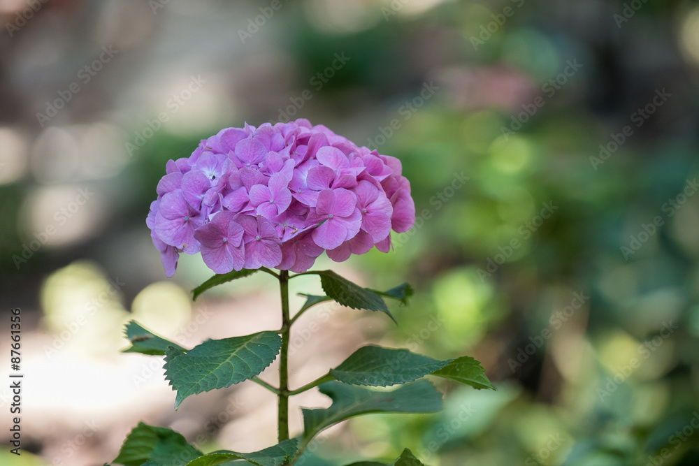 Fototapeta premium Pink hydrangea