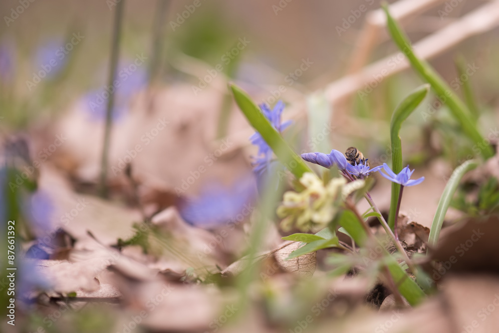 Fototapeta Spring bluebells