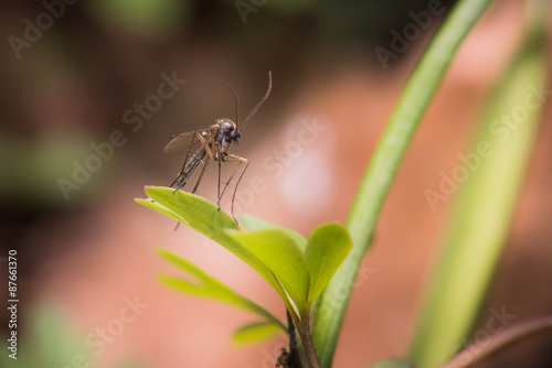 Forest mosquito