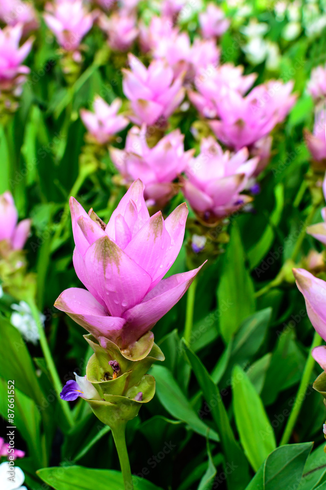 siam tulip, Beautiful blossom flower in thailand siam tulip, Beautiful blossom flower in thailand