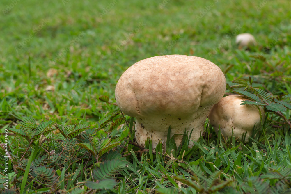 white mushroom on the grass in the garden white mushroom on the grass in the garden